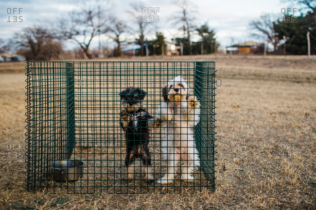 Dogs standing to look through crate together