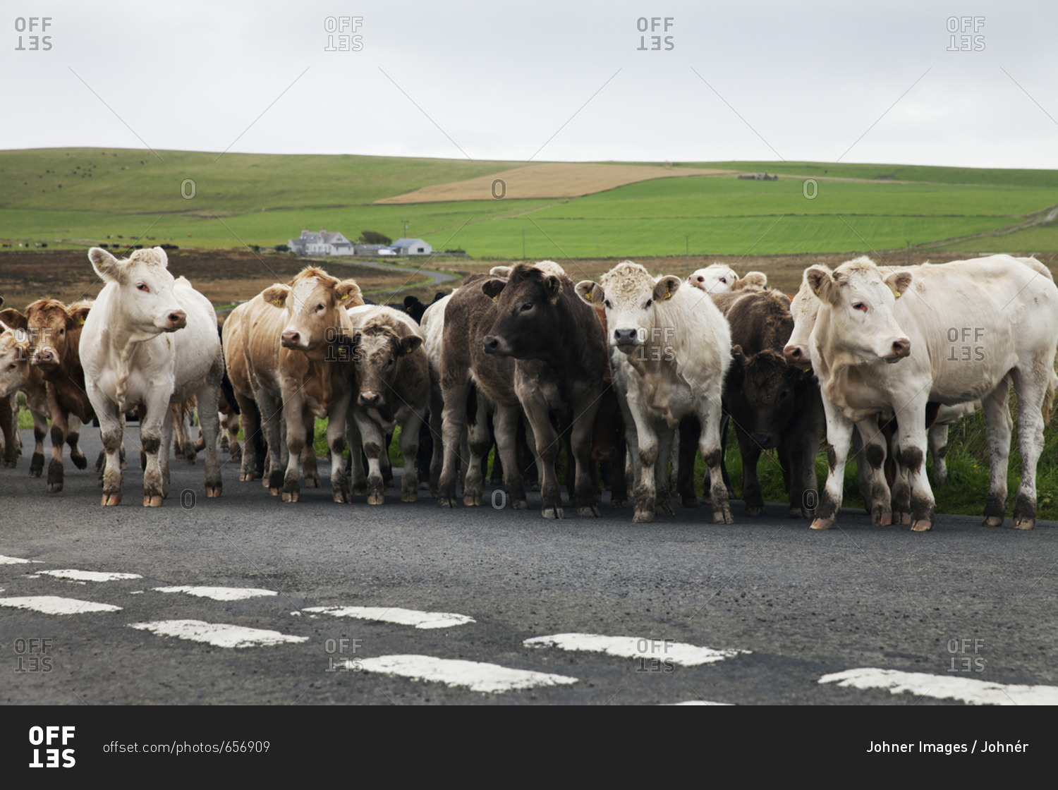 Cows on country road