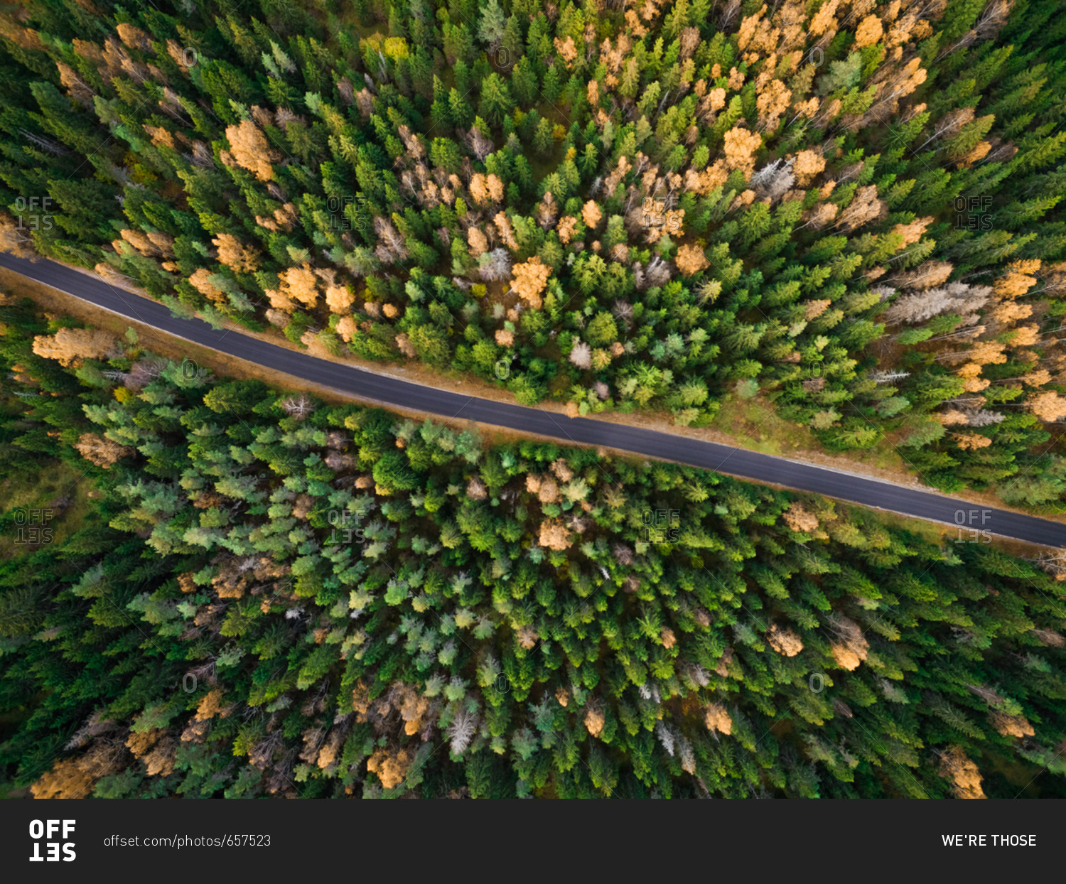 Aerial view of a straight road surrounded by forest during fall season in Estonia.