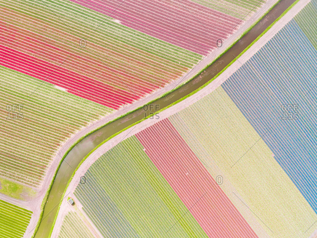 Aerial photography of  colorful tulips fields in Voorhout, Zuid-holland, the Netherlands.