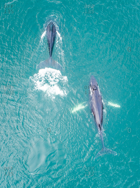 Aerial view of two whales swimming at the surface of Dutch harbor in Alaska.