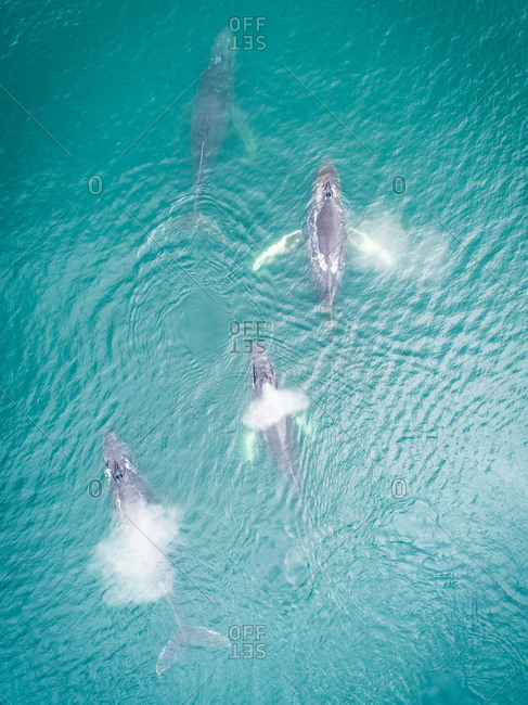 Aerial view of four whales swimming at the surface of Dutch harbor in Alaska.