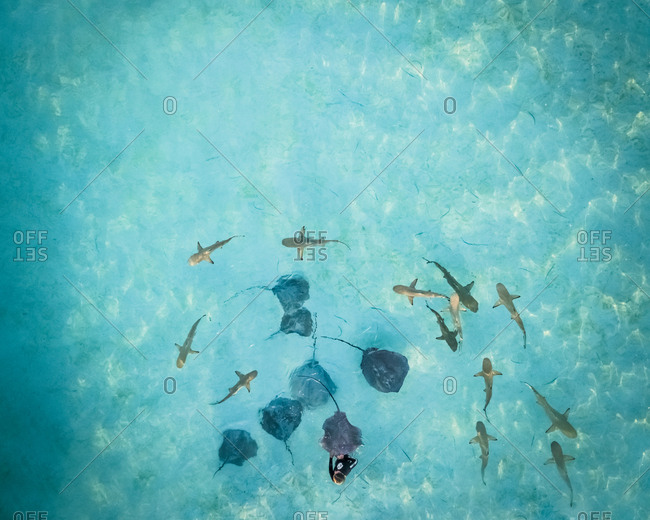 MOOREA ISLAND, FRENCH POLYNESIA - 18 September 2017 : Aerial view of a diver with sharks and stingray inthe sea of Moorea island, French Polynesia.