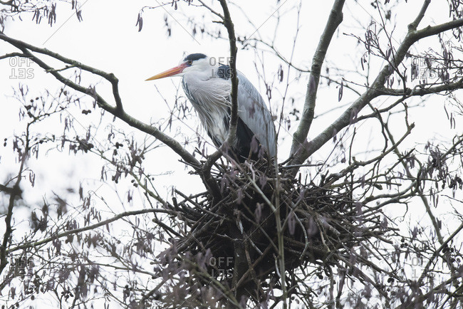 Grey heron (Ardea cinerea) sitting on nest high in winter tree on overcast day