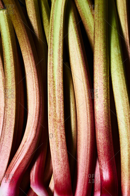 Close-up of rhubarb stalks