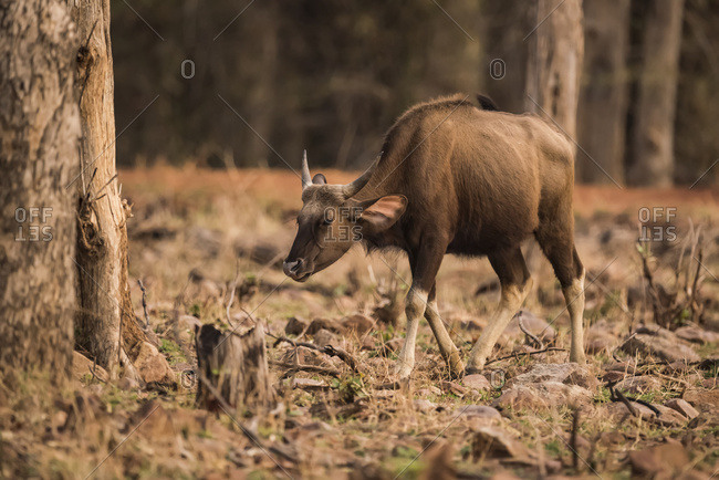Young Indian Gaur (Bos Gaurus) Walks Past Tree Stump; Chandrapur, Maharashtra, India