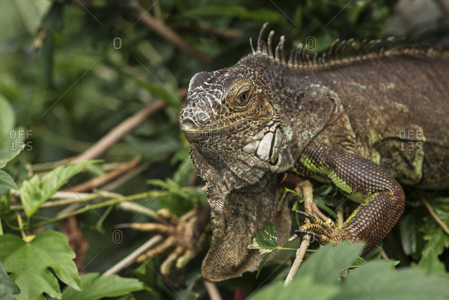 Close-Up Of An Iguana Crawling Through The Plants At Victoria Butterfly ...