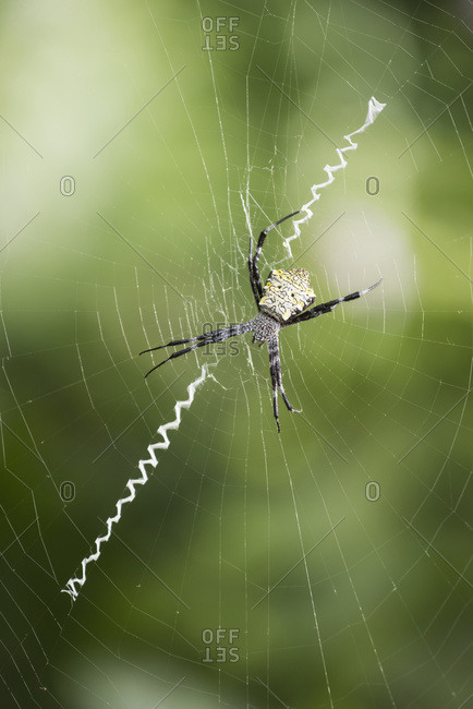 A Spider In It's Web; Hawaii, United States Of America