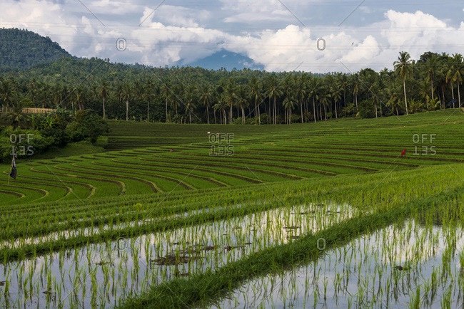 The Rice Terraces Of Northwest Bali; Bali, Indonesia
