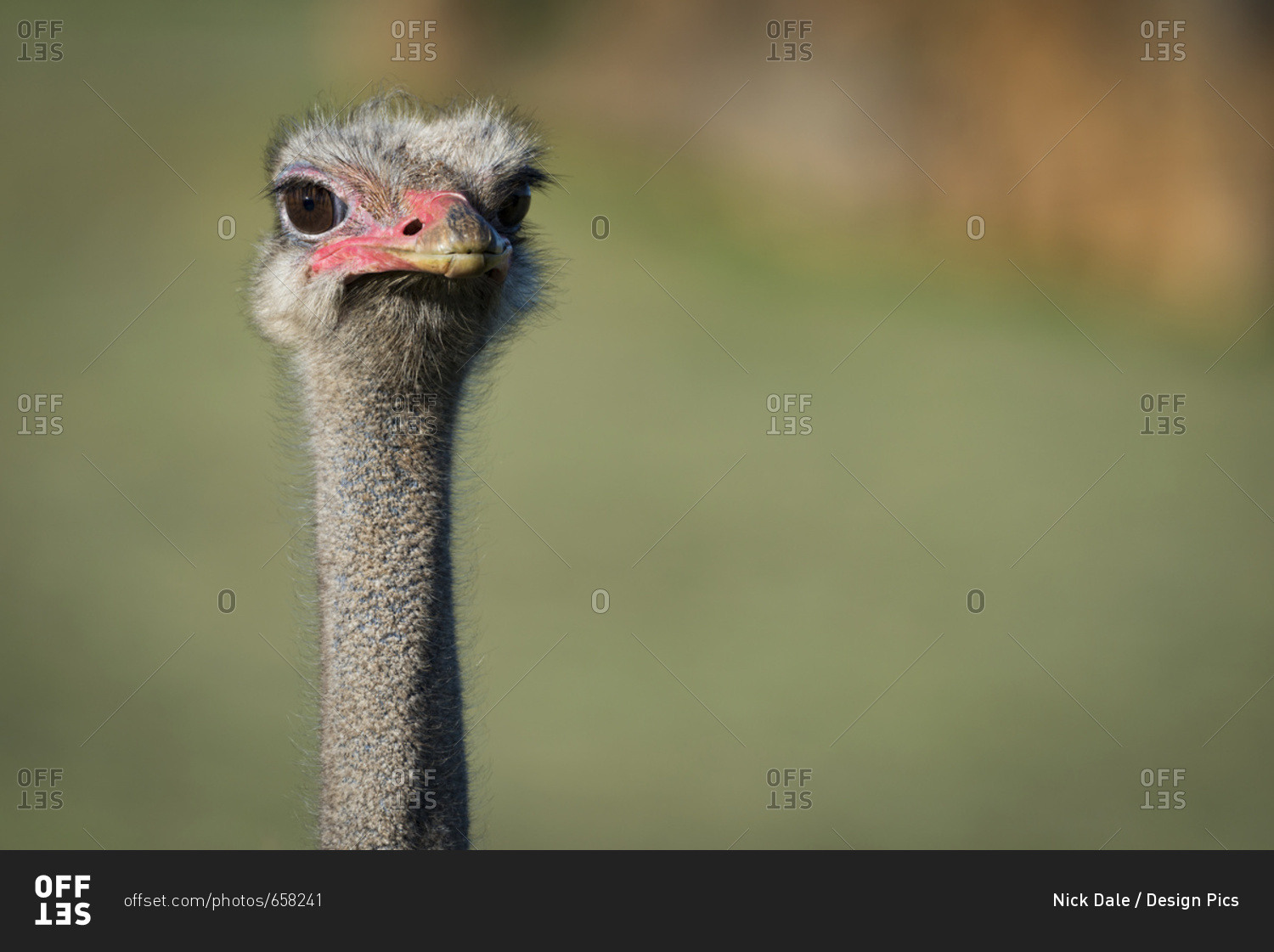 Close-Up Of Ostrich (Struthio Camelus) Against Blurred Green Background; Cabarceno, Cantabria, Spain