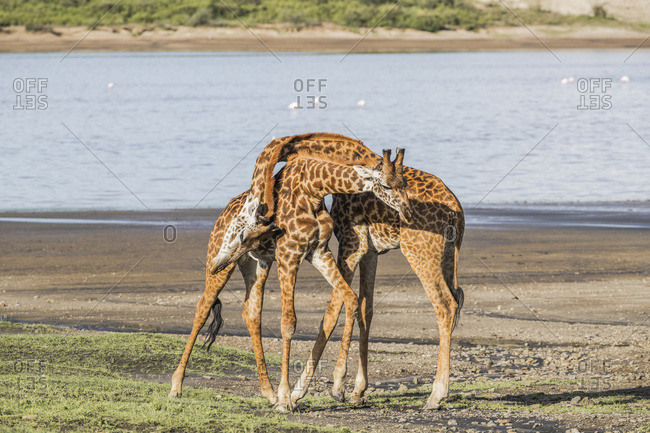 Giraffes (Giraffa) With Necks Intertwined, Serengeti; Tanzania