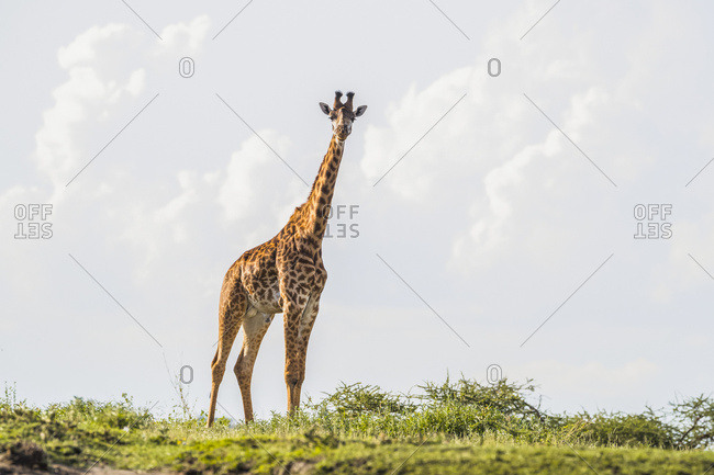 Portrait Of A Giraffe (Giraffa) Standing On The Plains Of The Serengeti; Tanzania