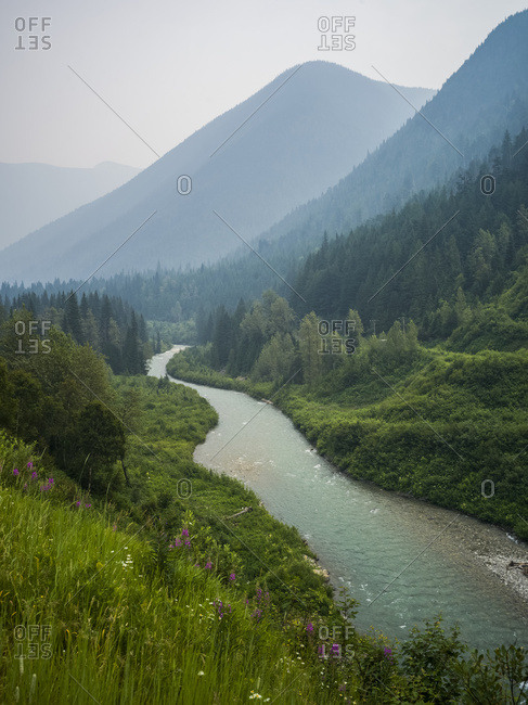 The Columbia River flowing through the Selkirk mountains with forests and wildflowers on the slopes; Revelstoke, British Columbia, Canada