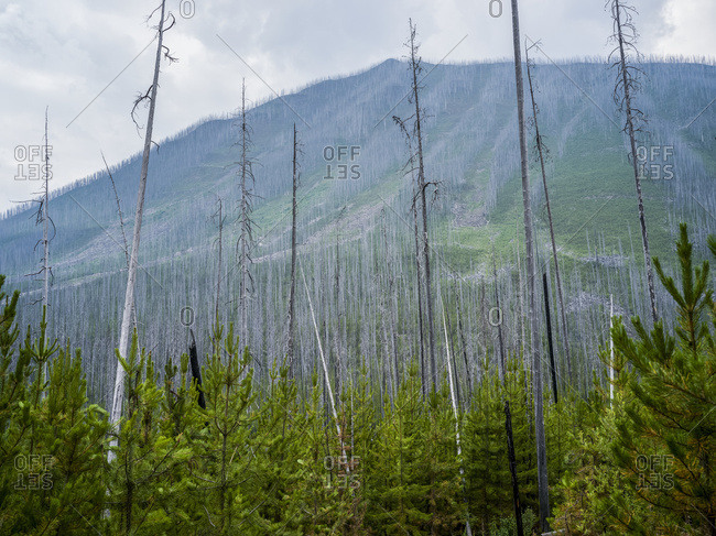 Leafless, dead trees stand out above the new growth forest on a mountainside; Edgewater, British Columbia, Canada