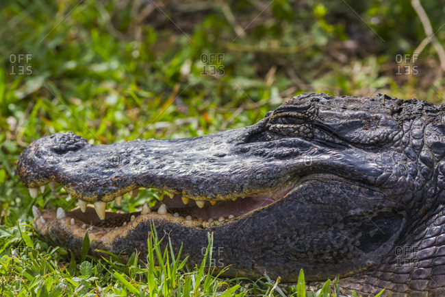 An American Alligator (Alligator mississippiensis) basks in the sun in Shark Valley, Everglades National Park; Florida, United States of America