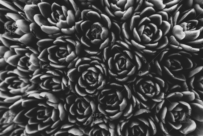 Black and white image of a cluster of cactus plants in a garden viewed from directly above; Vancouver, British Columbia, Canada