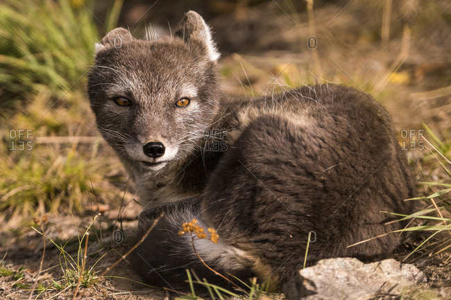 Arctic fox (vulpes lagopus), summer phase, captive; Yukon Territory, Canada