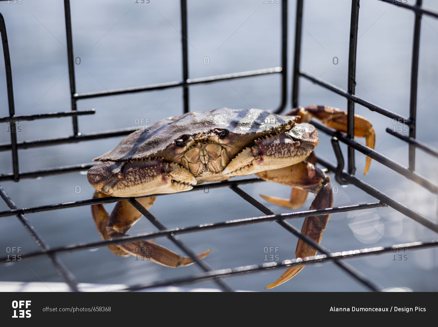 A live small Dungeness crab (Metacarcinus magister) caught ...