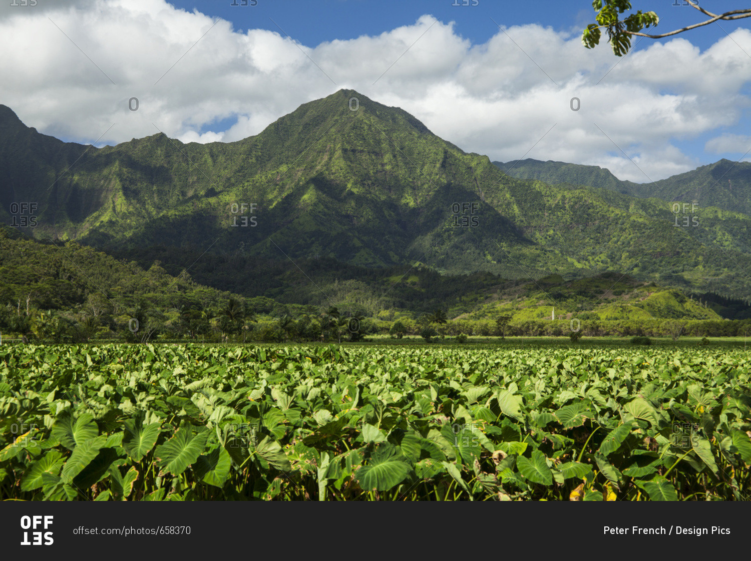Taro patches, Hanalei National Wildlife Refuge, Hanalei Valley; Hanalei, Kauai, Hawaii, United States of America