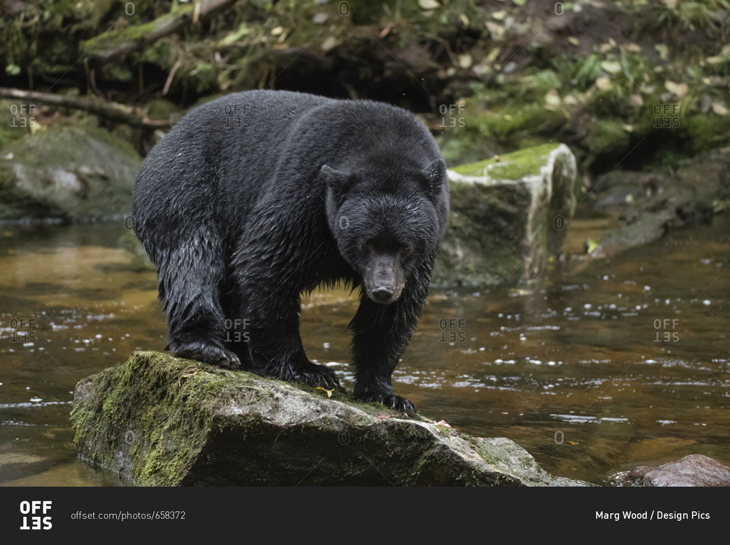 A Black Bear (Ursus americanus) stands on a rock in the middle of a river; Hartley Bay, British Columbia, Canada