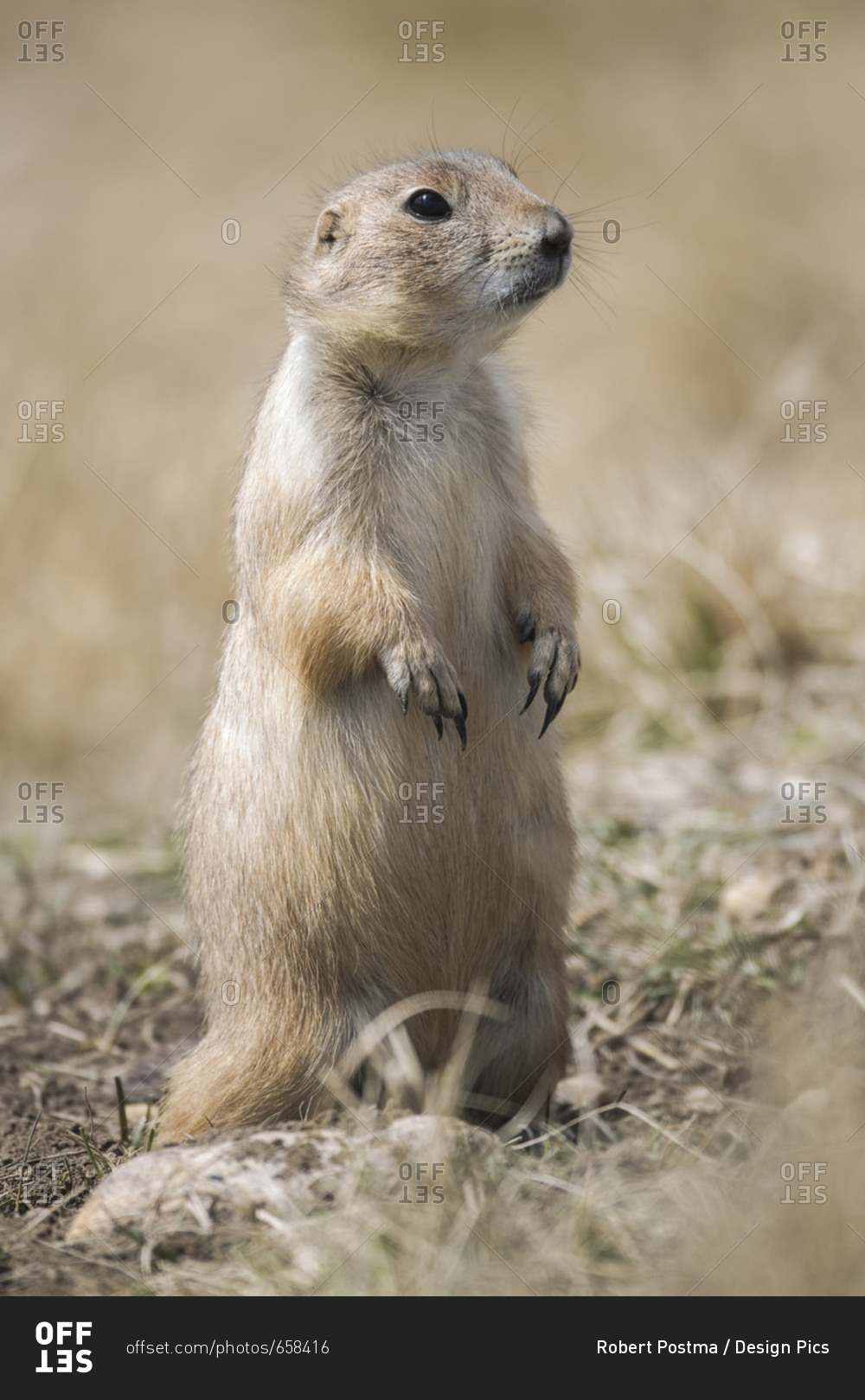 BlackTailed Prairie Dog (Cynomys ludovicianus), Grasslands National Park; Saskatchewan, Canada