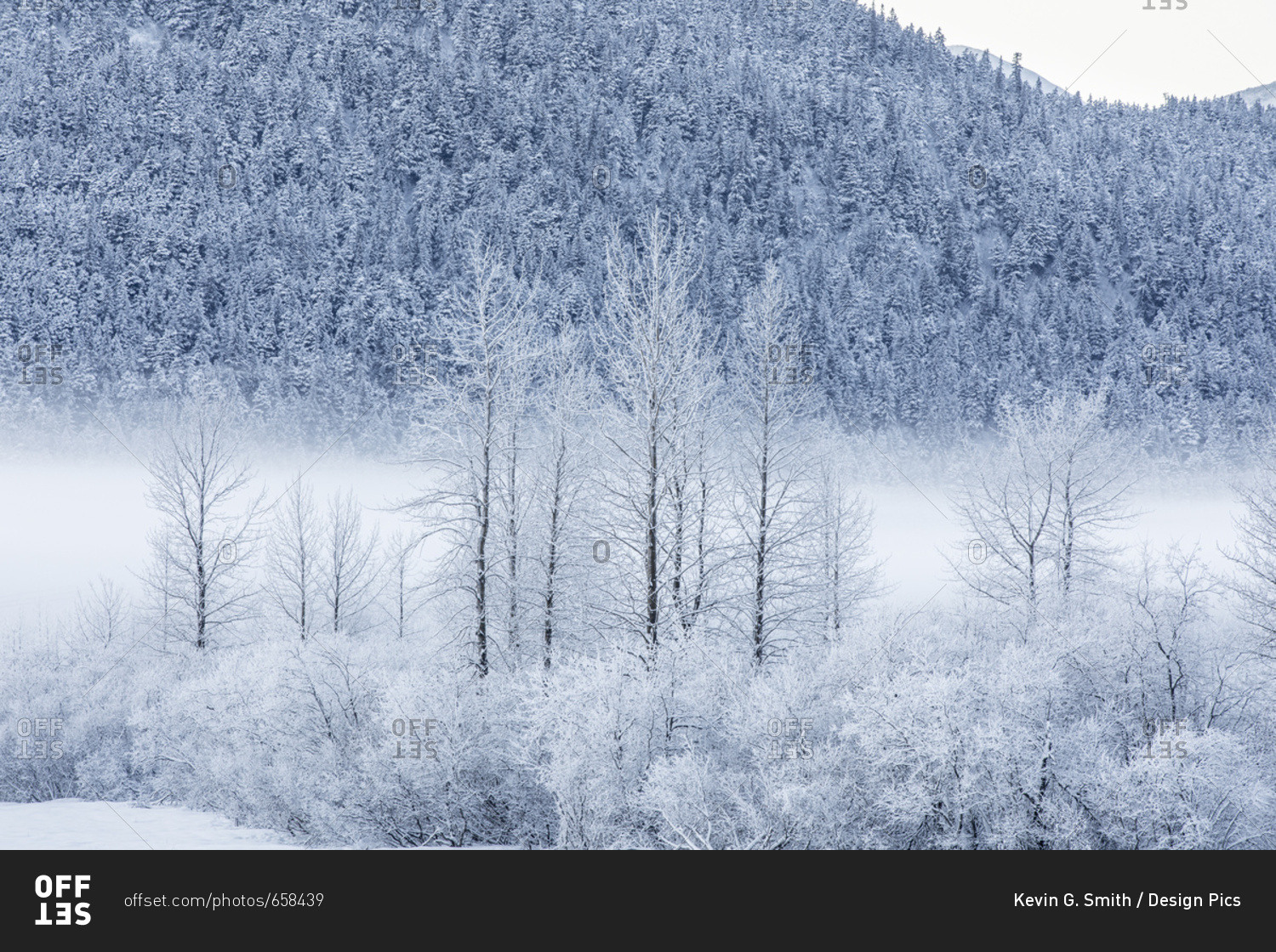 Hoar frost covers birch trees in a wintery landscape with a hillside of evergreen trees in the background, Seward Highway, South-central Alaska; Portage, Alaska, United States of America