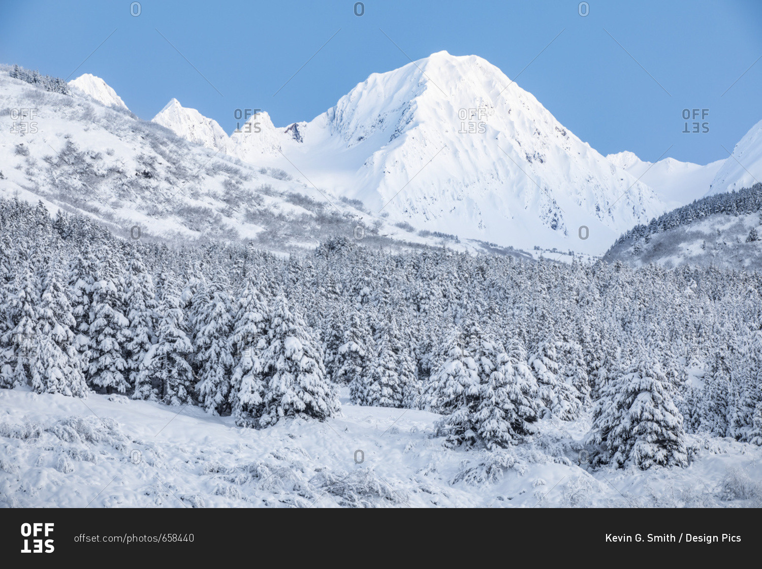 Black spruce trees covered in fresh snow blanketing the foreground with snow-covered rugged mountain peaks in the background, Turnagain Pass, South-central Alaska; Moose Pass, Alaska, United States of America