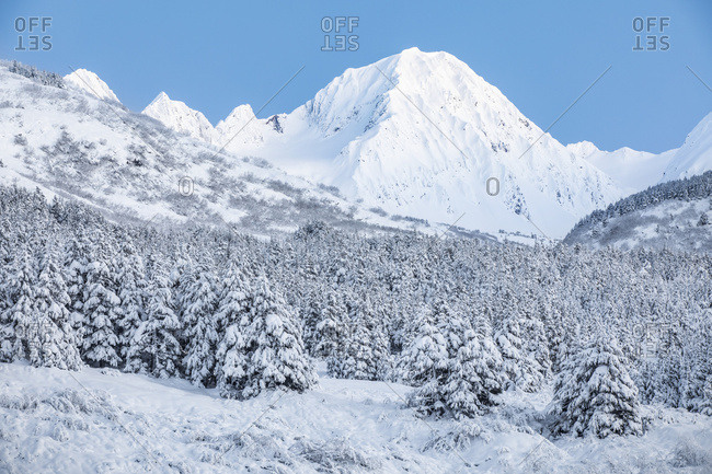 Black spruce trees covered in fresh snow blanketing the foreground with snow-covered rugged mountain peaks in the background, Turnagain Pass, South-central Alaska; Moose Pass, Alaska, United States of America
