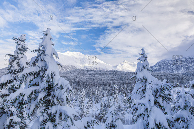 A forest blanketed in fresh snow with rugged mountains in the distance under a blue sky with cloud, Kenai Peninsula, South-central Alaska; Moose Pass, Alaska, United States of America