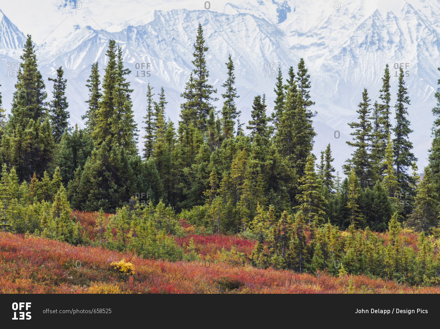 Taiga (Boreal) Forest And Tundra Near Wonder Lake In Denali National Park, Interior Alaska, With The Snow-Covered Mountains Of The Alaska Range Near The Base Of Mt. McKinley In The Background. Fall.