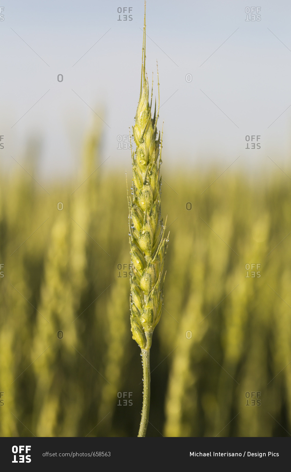 Close Up Of An Unripe (Green) Wheat Head With Water Droplets And Blue Sky; Alberta, Canada