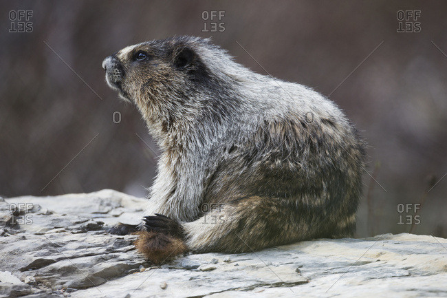 Marmot (Marmota), Yoho National Park; British Columbia, Canada
