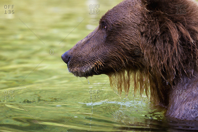 Coastal Brown Bear Fishing In A River, Katmai National Park And Preserve, Southwest Alaska