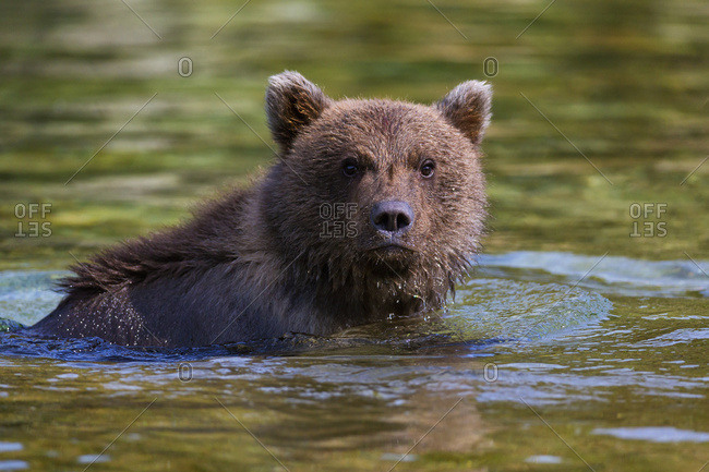 Coastal Brown Bear Fishing In A River, Katmai National Park And Preserve, Southwest Alaska