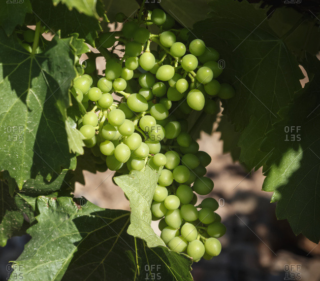 Cluster Of Grapes Maturing On The Vine; Spain