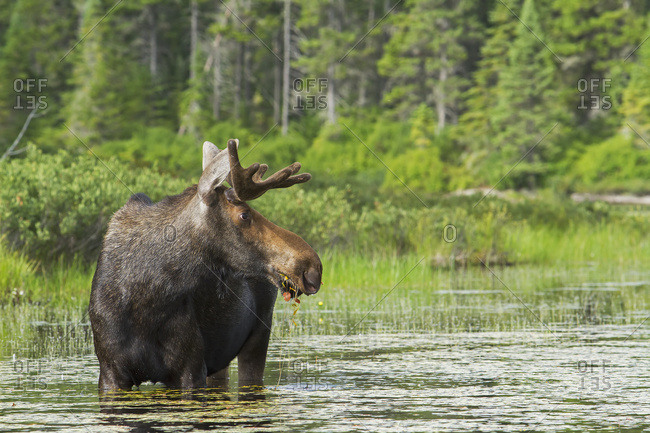 Bull Moose (Alces Alces) Feeding In A Lake, La Mauricie National Park; Quebec, Canada