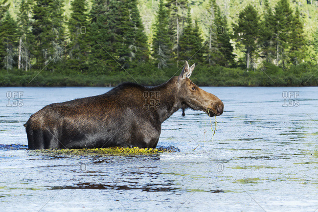 Moose (Alces Alces) Female Crossing A Lake, La Mauricie National Park; Quebec, Canada