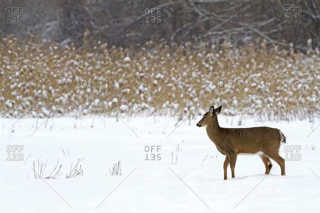 White-Tailed Deer (Odocoileus Virginianus) Standing In Snow In Winter; Quebec, Canada