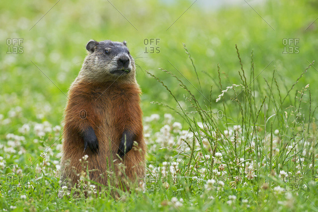 Marmot (Marmota Monax) Feeding In A Garden; Quebec, Canada