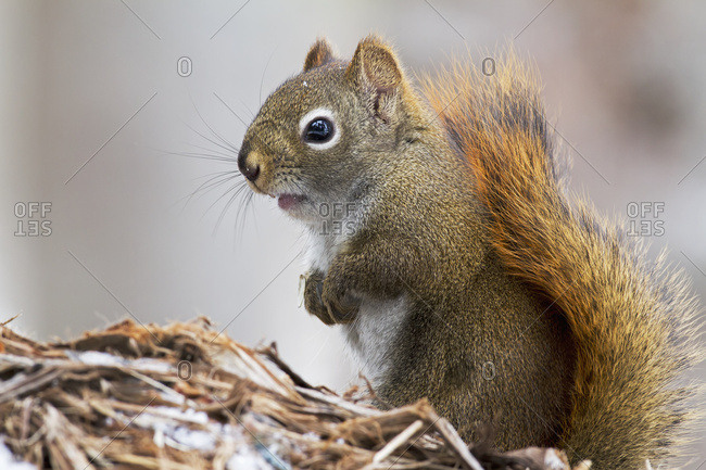 Eastern Grey Squirrel (Sciurus Carolinensis) Perched On A Branch; Quebec, Canada