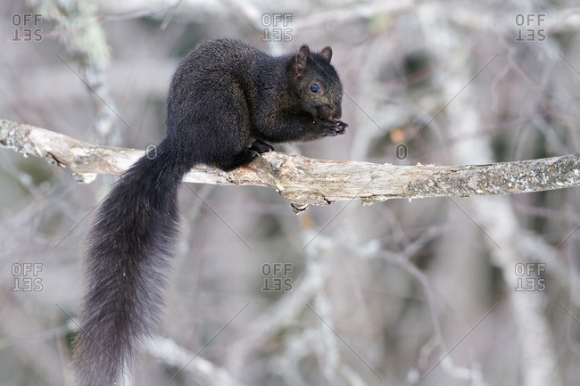 Eastern Grey Squirrel (Sciurus Carolinensis) Perched On A Branch, Melanistic, Black Phase; Quebec, Canada