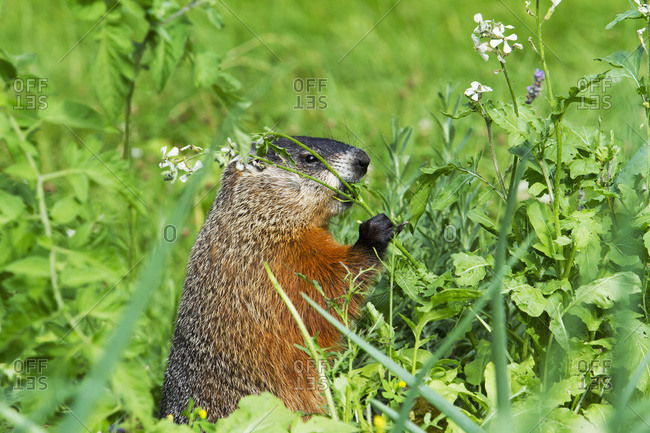 Marmot (Marmota Monax) Feeding In A Garden; Quebec, Canada