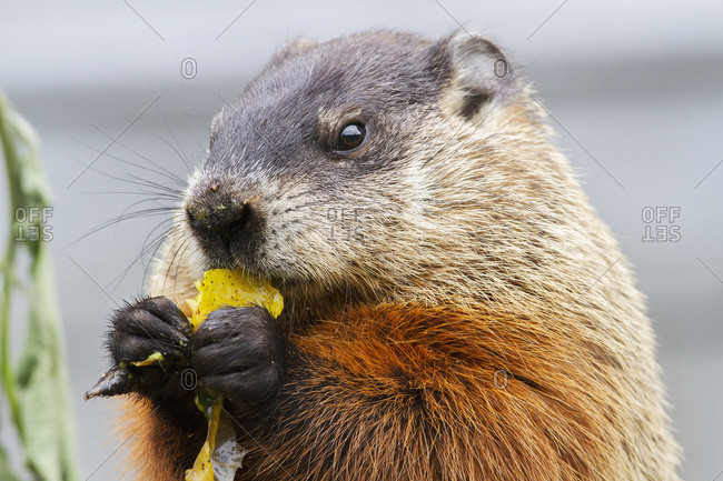 Marmot (Marmota Monax) Eating Fruit On A Pile Of Compost; Quebec, Canada