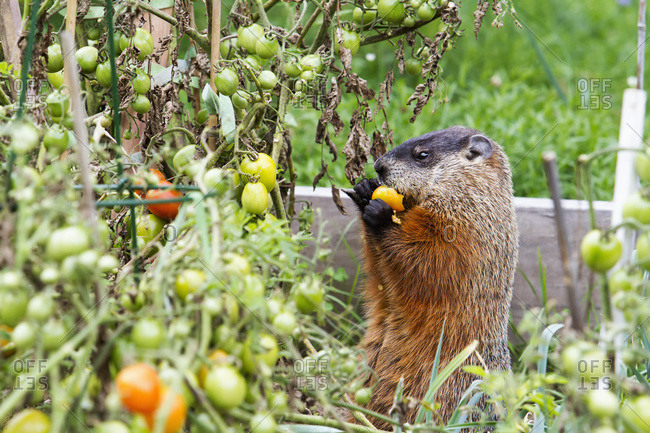 Marmot (Marmota Monax) Eating Tomatoes In A Garden; Quebec, Canada