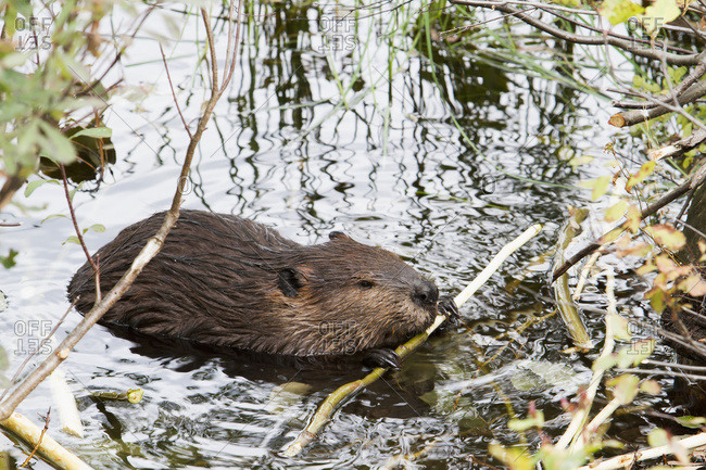 Beaver (Castor Canadensis) Feeding In Water; Quebec, Canada