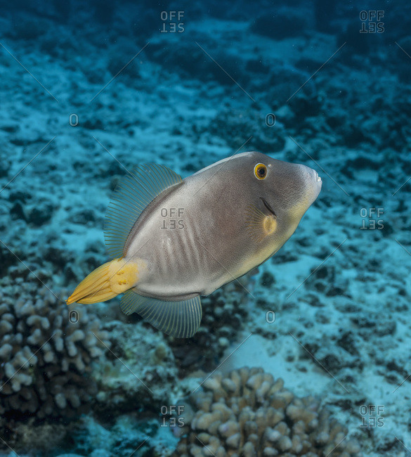 Barred Filefish (Cantherines Dumerilii); Kona, Island Of Hawaii, Hawaii, United States Of America