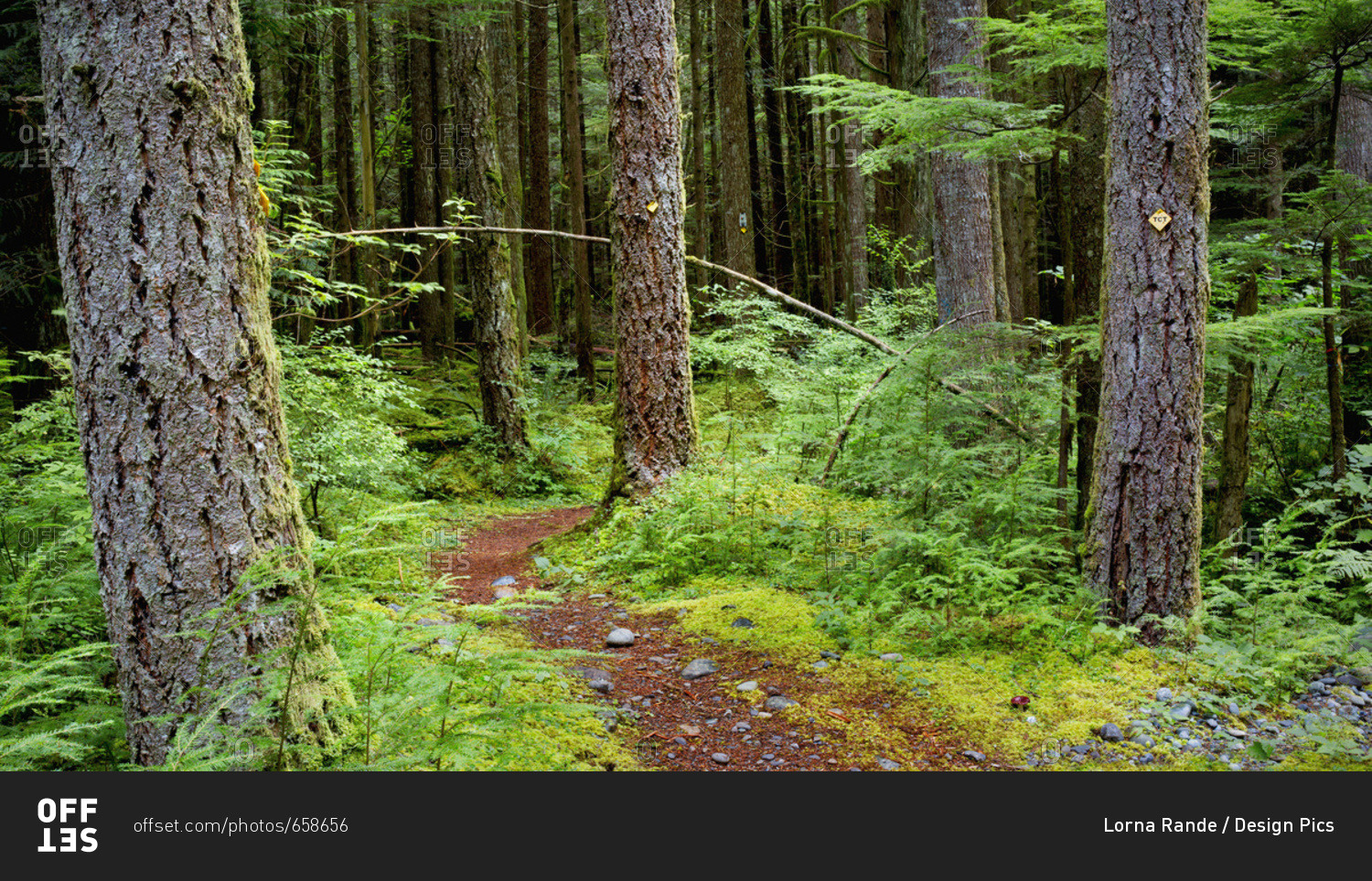 Trail In A Forest Along Chilliwack River Road; Chilliwack, British Columbia, Canada