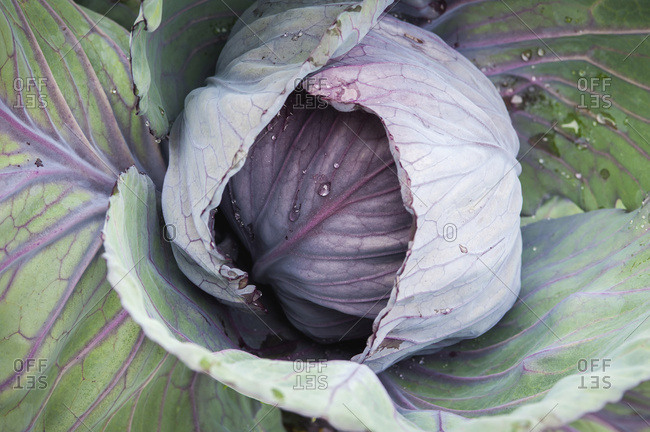 Purple Cabbage (Brassica Oleracea) Growing In Georgeson Botanical Garden; Fairbanks, Alaska, United States Of America