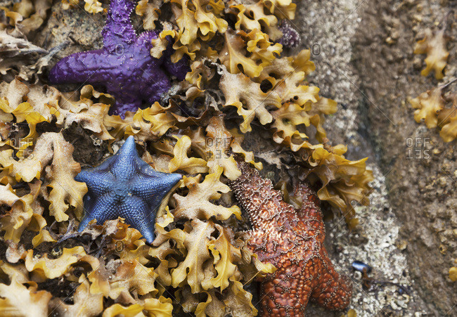Colorful Sea Stars In A Bed Of Kelp On A Beach On The Central Coast; British Columbia, Canada