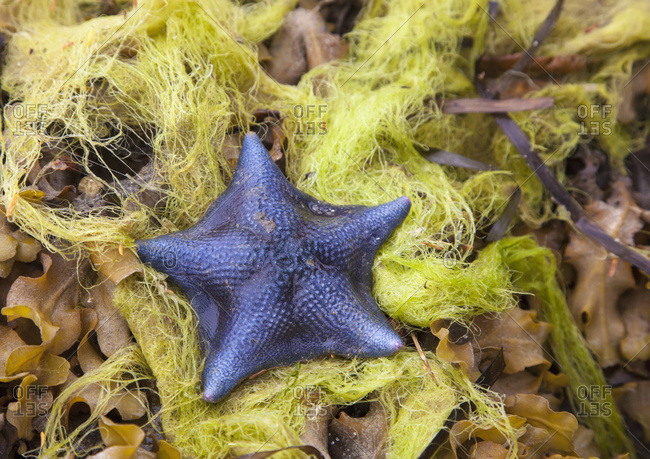 Blue Sea Star In A Bed Of Kelp On A Beach On The Central Coast; British Columbia, Canada